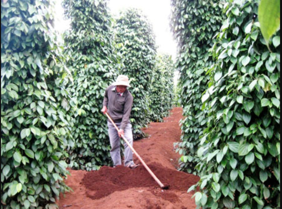 Hình 2: Bón phân cho đất