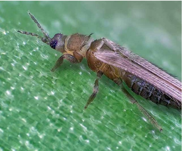 Hình 4: Bọ đất