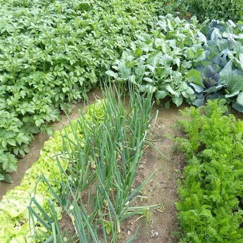 Hình 5: Luân canh vườn hành với cây trồng khác họ