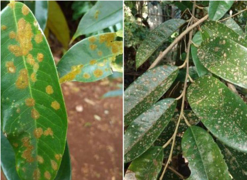 Hình 2. Vết bệnh trên lá