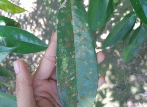 Hình 3. Kiểm dịch