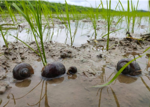 Hình 2. Ốc gây hại trên ruộng lúa mới cấy 