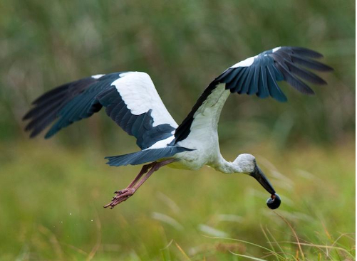 Hình 3. Cò ốc bắt mồi