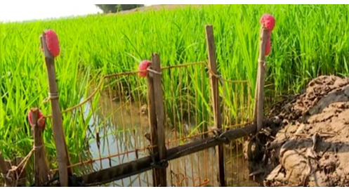 Hình 4. Ốc đẻ trứng trên cọc tre