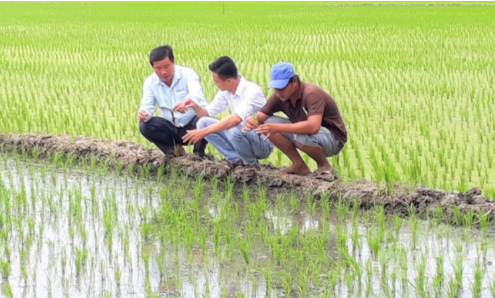 Hình 5. Thăm ruộng kiểm dịch