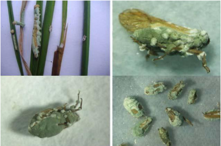 Hình 11. Nấm gây bệnh cho rầy