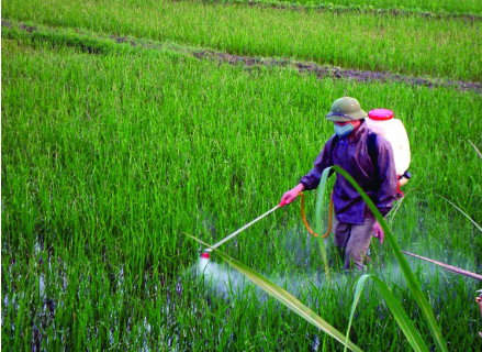 Hình 12. Phun thuốc xử lý rầy