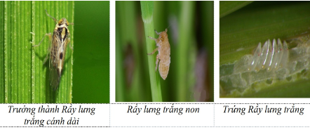 Hình 2. Các giai đoạn sinh trưởng