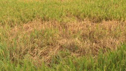 Hình 3. Biểu hiện cháy khô do rầy gây ra