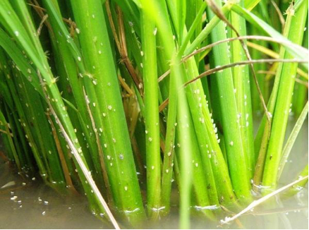 Hình 4. Rầy bám trên thân lúa