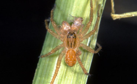 Hình 5. Nhện ăn thịt (Lycosa Pseudoannulata)