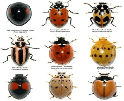 Hình 7. Các loại bọ rùa