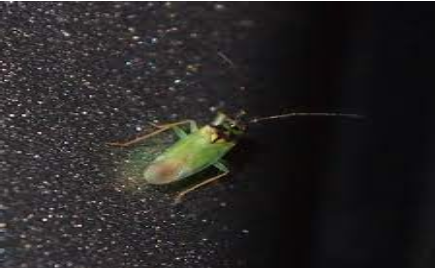 Hình 8. Bọ xít mù xanh (Cyrtorhinus lividipennis)