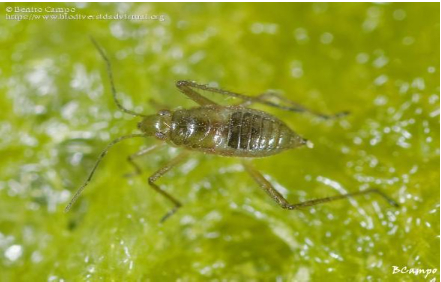 Hình 9. Bọ xít nước (Mesovelia vittigera và M. douglasi atrolineata)