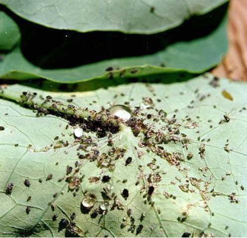 Hình 2. Rệp mềm dạng không cánh