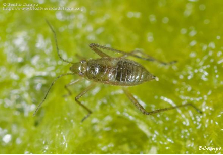 Hình 11. Bọ xít nước (Mesovelia vittigera và M. douglasi atrolineata)