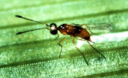 Hình 12. Ong ký sinh