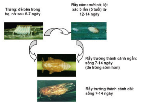 Hình 3. Vòng đời rầy nâu