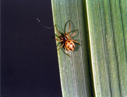 Hình 8. Nhện lùn (Atypena Formosana)