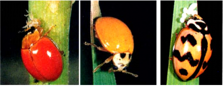 Hình 9. Bọ cánh cứng