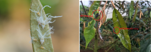 Hình 3: Rầy phấn tụ tập trên các ngọn non chích hút tạo vết đốm và bồ hóng