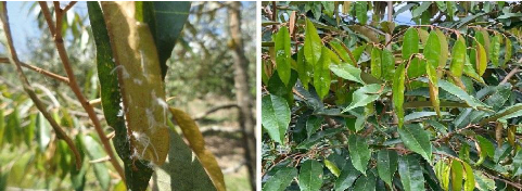 Hình 4: Rầy phấn thường ẩn náu phía dưới mặt lá và chích hút làm hư hại lá