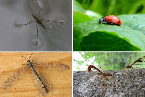 Hình 5: Các loại thiên địch rầy nhảy: Bọ xít nước, bọ rùa, kiến sư tử, ong bắp cày thuộc họ Encyrtidae