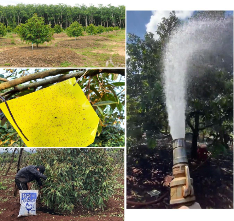 Hình 6: Một số biện phòng rầy gây hại