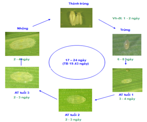 Hình 2: Vòng đời rầy phấn trắng