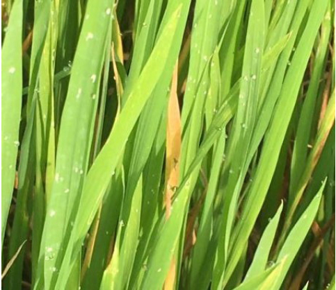 Hình 3: Triệu chứng bệnh bệnh rầy phấn trắng