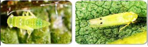 Hình 1. Rầy xanh hại cây khoai tây