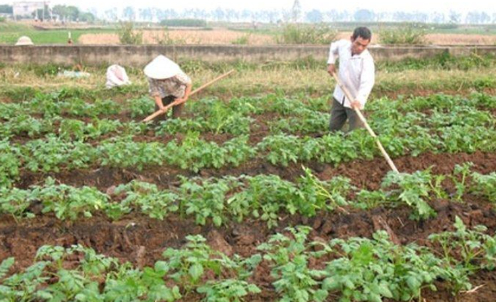 Hình 4. Thăm ruộng kiểm dịch