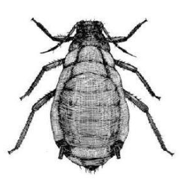 Hình 1: Rệp hại ngô