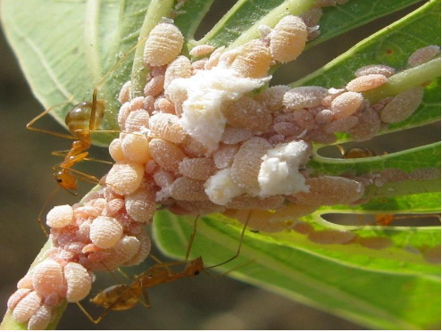 Hình 2: Rệp gây hại trên ngô và một số cây trồng khác