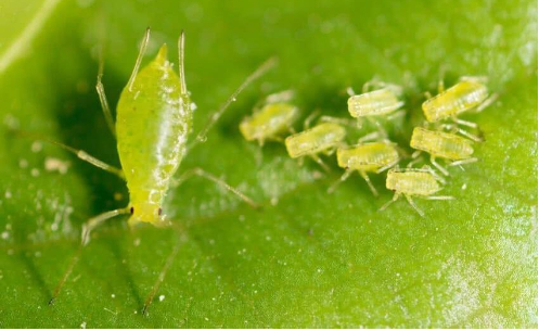 Hình 3: Rệp trưởng thành và rệp con trên lá