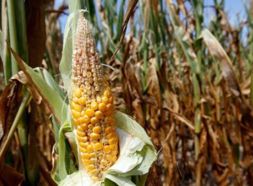 Hình 4: Rệp phá hại khiến ngô hạt lép hoặc không có hạt