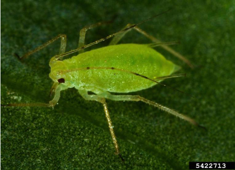 Hình 2. Rệp muội trưởng thành