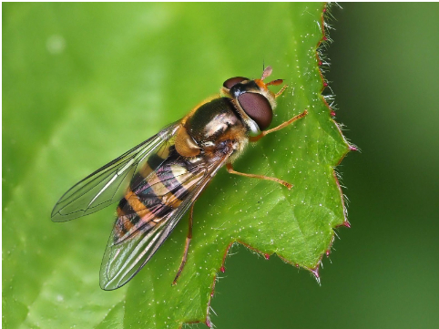 Hình 5. Ấu trùng ruồi giả ong luôn săn và tiêu diệt rệp muội