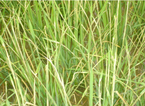 Hình 3: Dấu hiệu gây hại của sâu cuốn lá lớn trên cây lúa