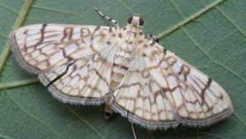 Hình 2. Sâu trưởng thành 