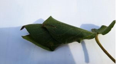 Hình 3. Lá bị cuốn