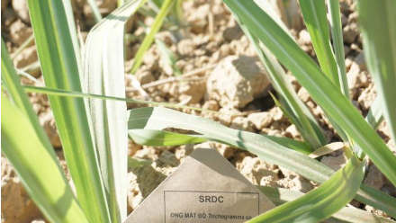 Hình 10. Mô hình sử dụng ong mắt đỏ trong trừ sâu