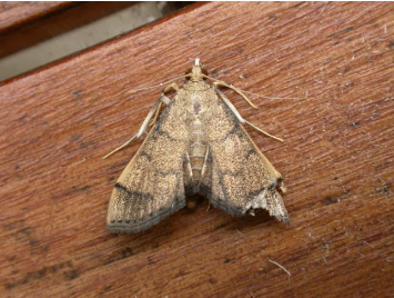 Hình 3. Sâu cuốn lá trưởng thành