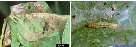 Hình 4. Sâu cuốn lá gây hại đậu tương