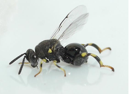 Hình 7. Ong đen đùi to