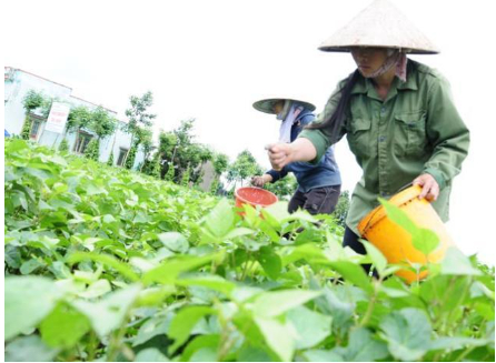 Hình 9. Bón phân cân đối