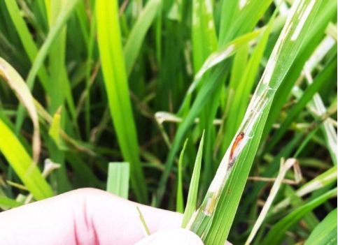 Hình 2: Sâu cuốn lá lớn dệt tơ trên lá