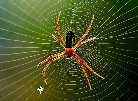 Hình 4: Nhện giăng mạng