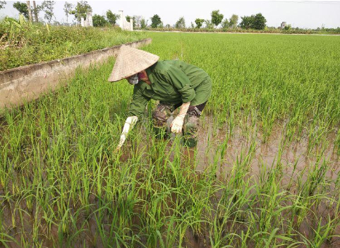 Hình 5: Vệ sinh đồng ruộng để phòng bệnh sâu cuốn lá lớn