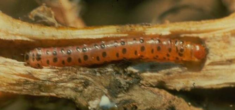 Hình 1. Sâu đục dây khoai lang